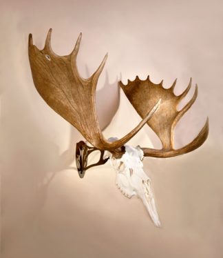 SKULL HOOKER BIG HOOKER - ROBUST BROWN